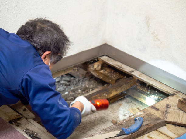 Best Mold Damage Repair  in Spanish Fork, UT