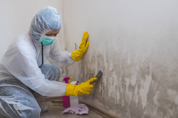 Best Professional Mold Removal  in Spanish Fork, UT