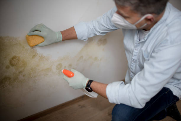 Best Mold Testing  in Spanish Fork, UT