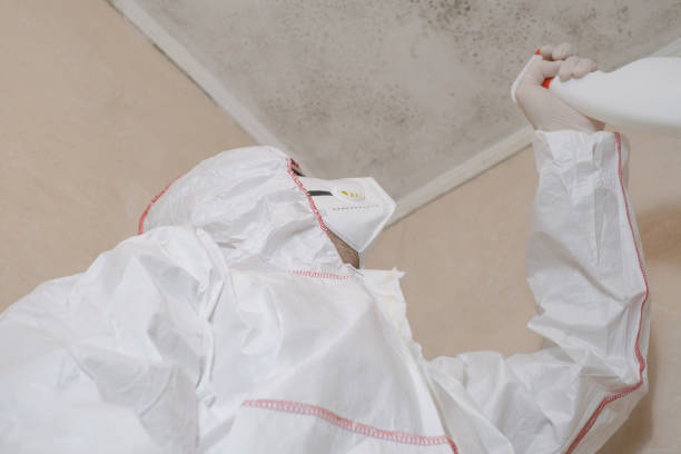 Best Office Mold Removal Services  in Spanish Fork, UT