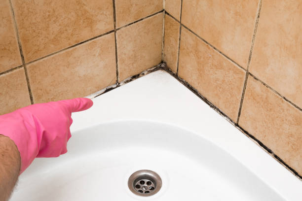 Trusted Spanish Fork, UT Mold Removal Experts